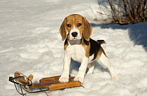 Beagle (Canis familiaris) puppy in snow with toy sled