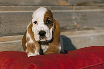 Basset Hound (Canis familiaris) puppy