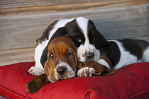 Basset Hound (Canis familiaris) puppies