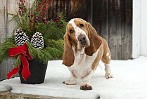 Basset Hound (Canis familiaris) in snow