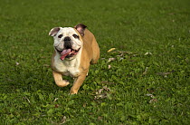 English Bulldog (Canis familiaris) female running