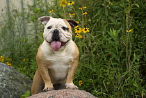 English Bulldog (Canis familiaris) female