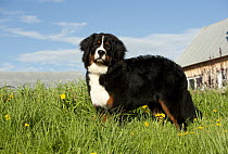 Bernese Mountain Dog (Canis familiaris)