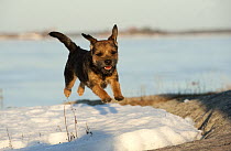 Border Terrier (Canis familiaris) running in snow