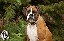 Boxer (Canis familiaris)