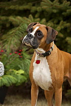 Boxer (Canis familiaris)looking up