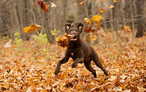 Chesapeake Bay Retriever (Canis familiaris) puppy running and playing in the leaves