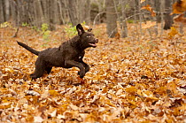 Chesapeake Bay Retriever (Canis familiaris) puppy running