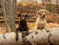Chesapeake Bay Retriever (Canis familiaris) puppies