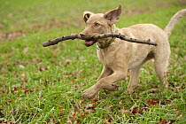 Chesapeake Bay Retriever (Canis familiaris) puppy playing with a stick