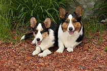 Welsh Corgi (Canis familiaris) parent and puppy