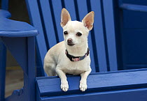 Chihuahua (Canis familiaris) sitting on chair