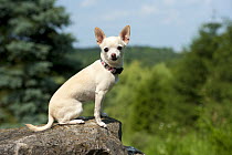 Chihuahua (Canis familiaris)