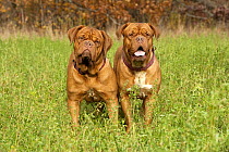 Dogue De Bordeaux (Canis familiaris) females