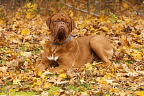 Dogue De Bordeaux (Canis familiaris) male