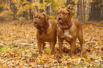 Dogue De Bordeaux (Canis familiaris) females