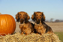 Miniature Long Haired Dachshund (Canis familiaris) males with a pumpkin