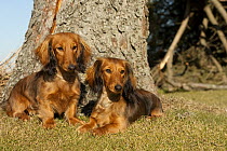 Miniature Long Haired Dachshund (Canis familiaris) males