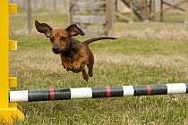 Miniature Smooth Dachshund (Canis familiaris) jumping over agility agility course hurdle