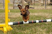 Miniature Smooth Dachshund (Canis familiaris) jumping over agility course hurdle