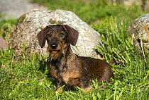 Miniature Wire-haired Dachshund (Canis familiaris) female