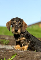 Miniature Wire-haired Dachshund (Canis familiaris) puppy