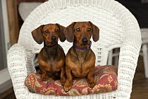 Miniature Smooth Dachshund (Canis familiaris) male and female on wicker chair