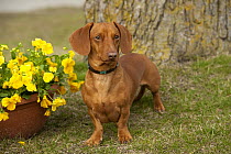 Miniature Smooth Dachshund (Canis familiaris)