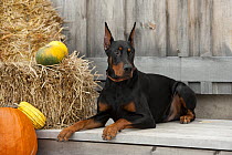 Doberman Pinscher (Canis familiaris) with clipped ears, and pumpkins