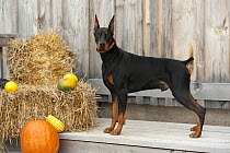Doberman Pinscher (Canis familiaris) with clipped ears and tail standing with pumpkins
