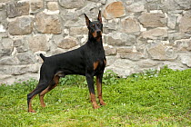 Doberman Pinscher (Canis familiaris) with clipped ears and tail.