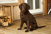 Flat-coated Retriever (Canis familiaris) puppy