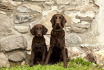 Flat-coated Retriever (Canis familiaris) mother with puppy