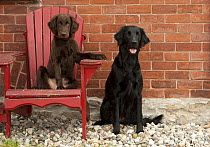 Flat-coated Retriever (Canis familiaris) mother with puppy