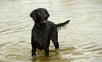 Flat-coated Retriever (Canis familiaris) female in water