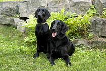 Flat-coated Retriever (Canis familiaris) puppies