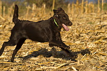 Flat-coated Retriever (Canis familiaris) running