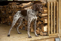 German Shorthaired Pointer (Canis familiaris) male