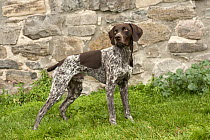 German Shorthaired Pointer (Canis familiaris) male with docked tail