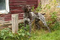 German Shorthaired Pointer (Canis familiaris) male with docked tail