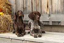 German Shorthaired Pointer (Canis familiaris) male and female