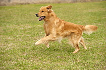 Golden Retriever (Canis familiaris) male running