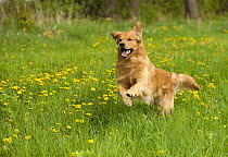 Golden Retriever (Canis familiaris) running