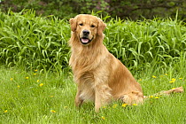 Golden Retriever (Canis familiaris)