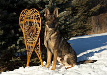 German Shepherd (Canis familiaris) in snow with snowshoes