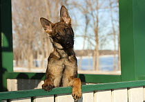 German Shepherd (Canis familiaris) puppy