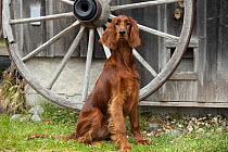 Irish Setter (Canis familiaris)