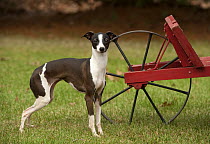 Italian Greyhound (Canis familiaris)