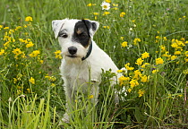 Jack Russell Terrier (Canis familiaris)