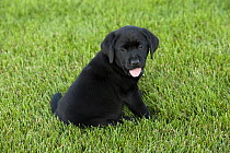 Black Labrador Retriever (Canis familiaris) puppy